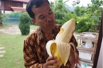 Фермеры из Океании выращивают гигантcкие бананы
